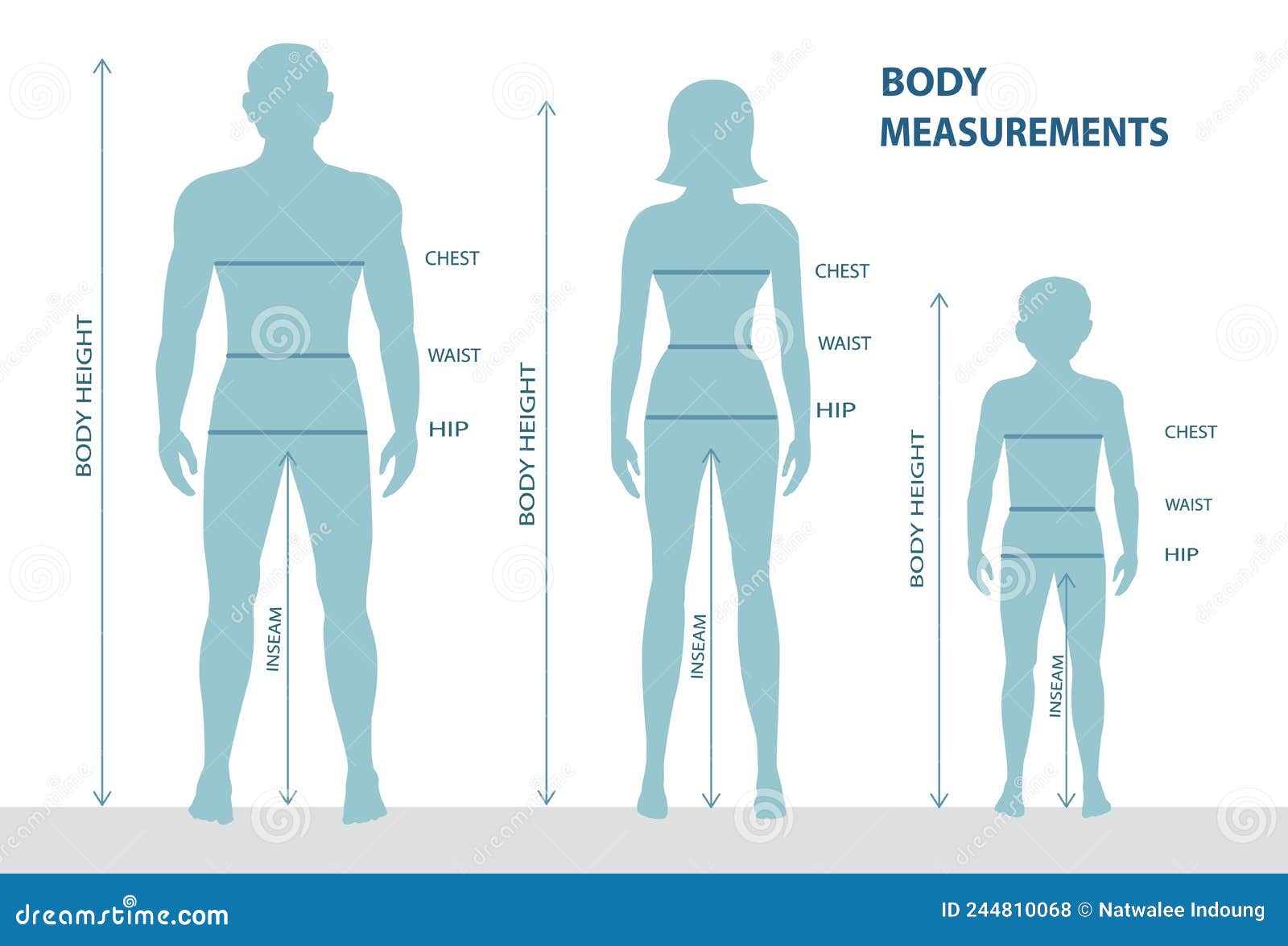 male body comparison chart