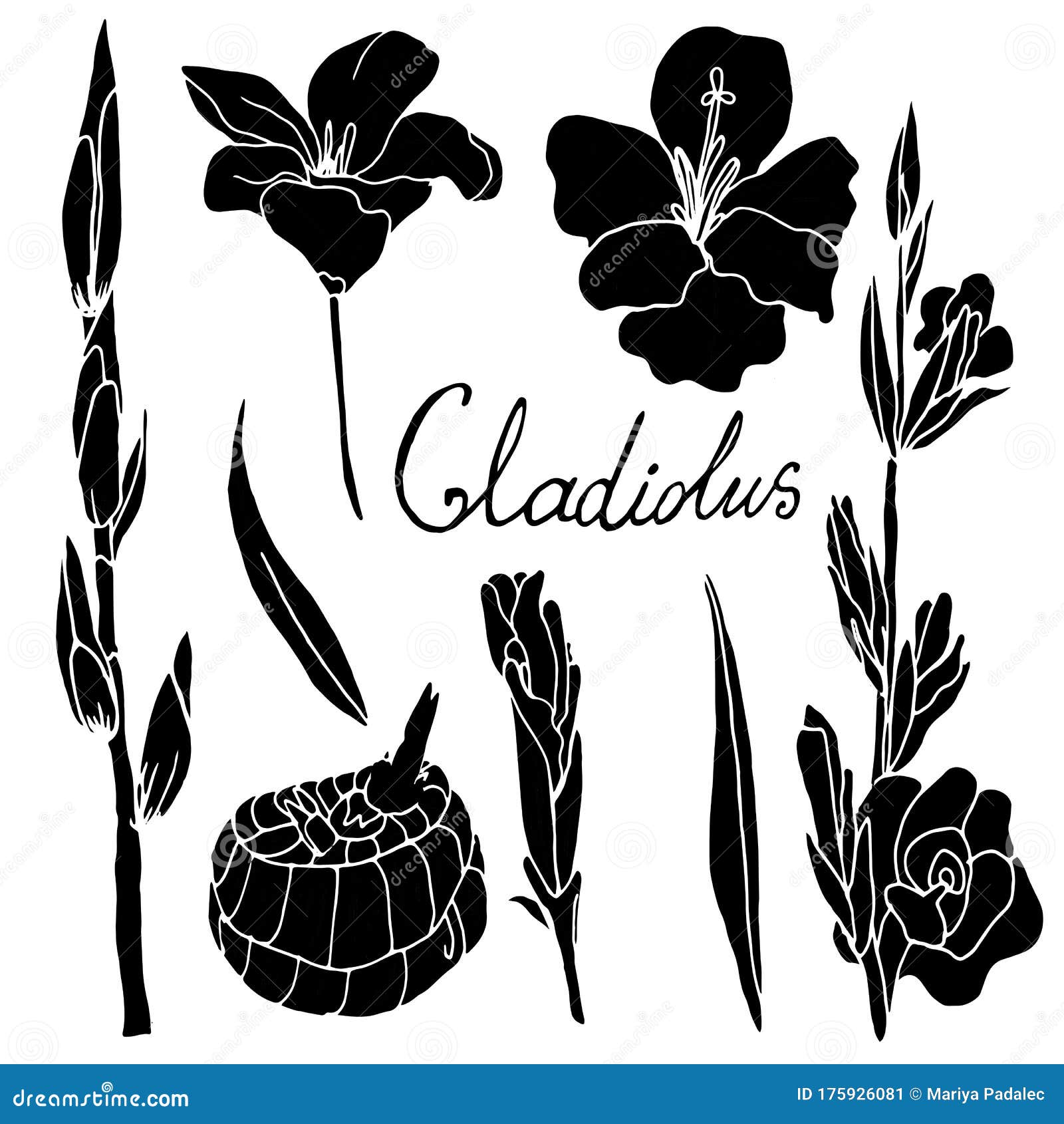 Silhouette of a Gladiolus on a White Background. Collection of Logos