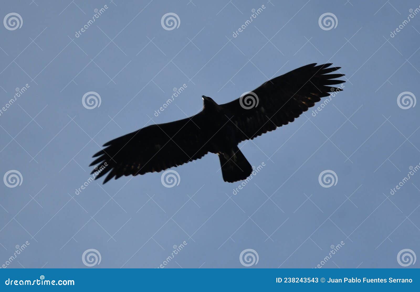 Silhouette of golden eagle stock image. Image of mountains 238243543