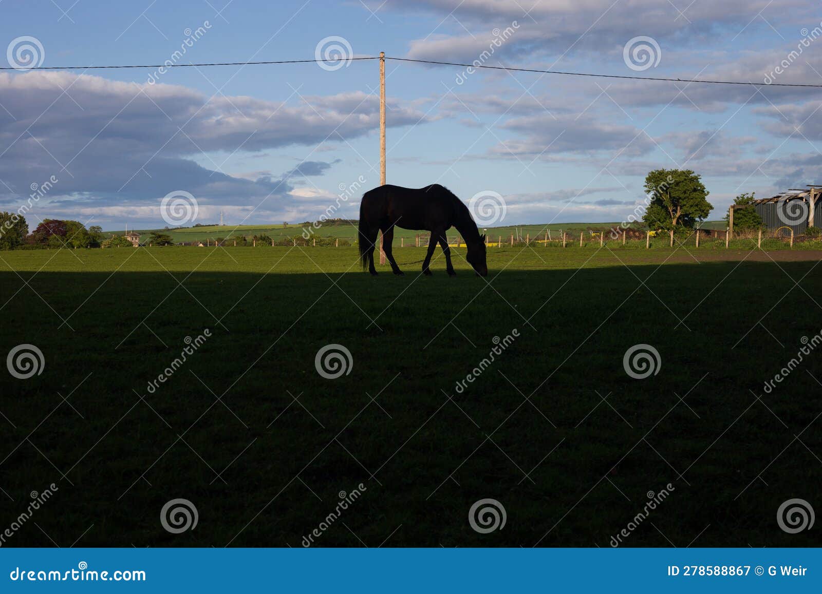 silhouette of a horse on a spring evening