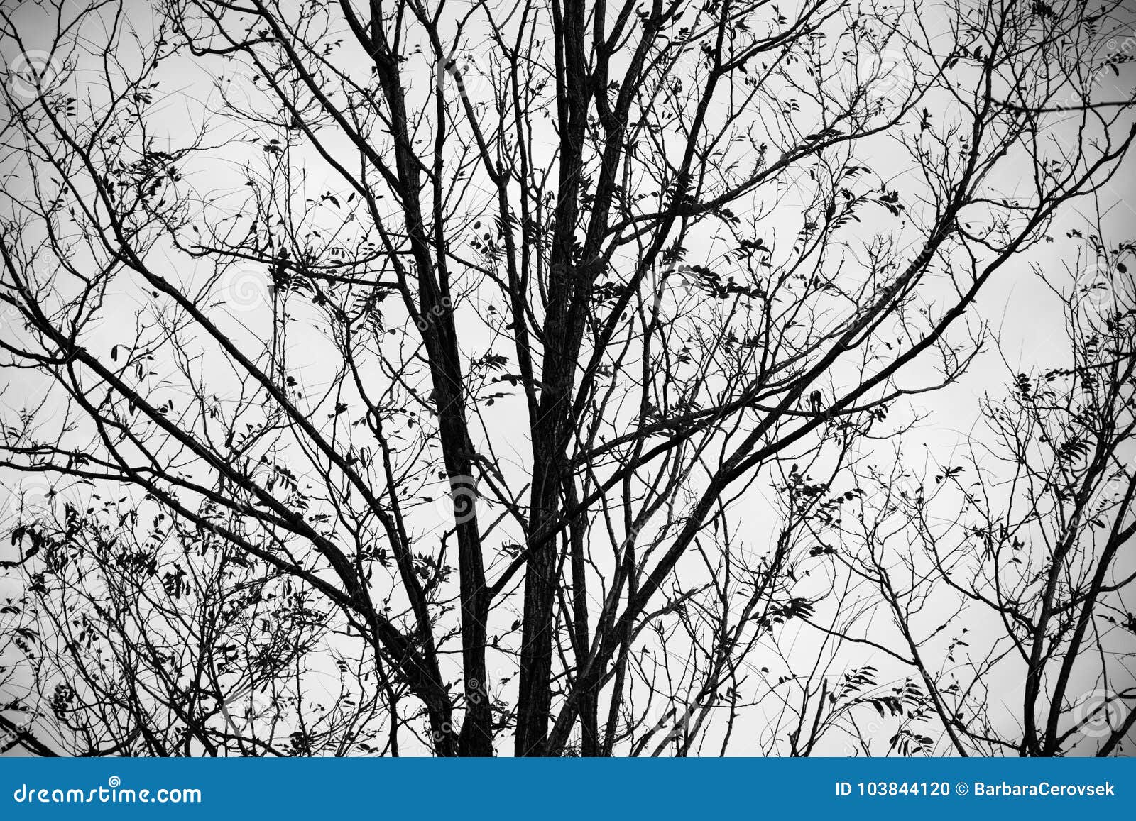 Silhouette Of Nude Cherry Tree In Winter Season Stock Photo Image Of Park High