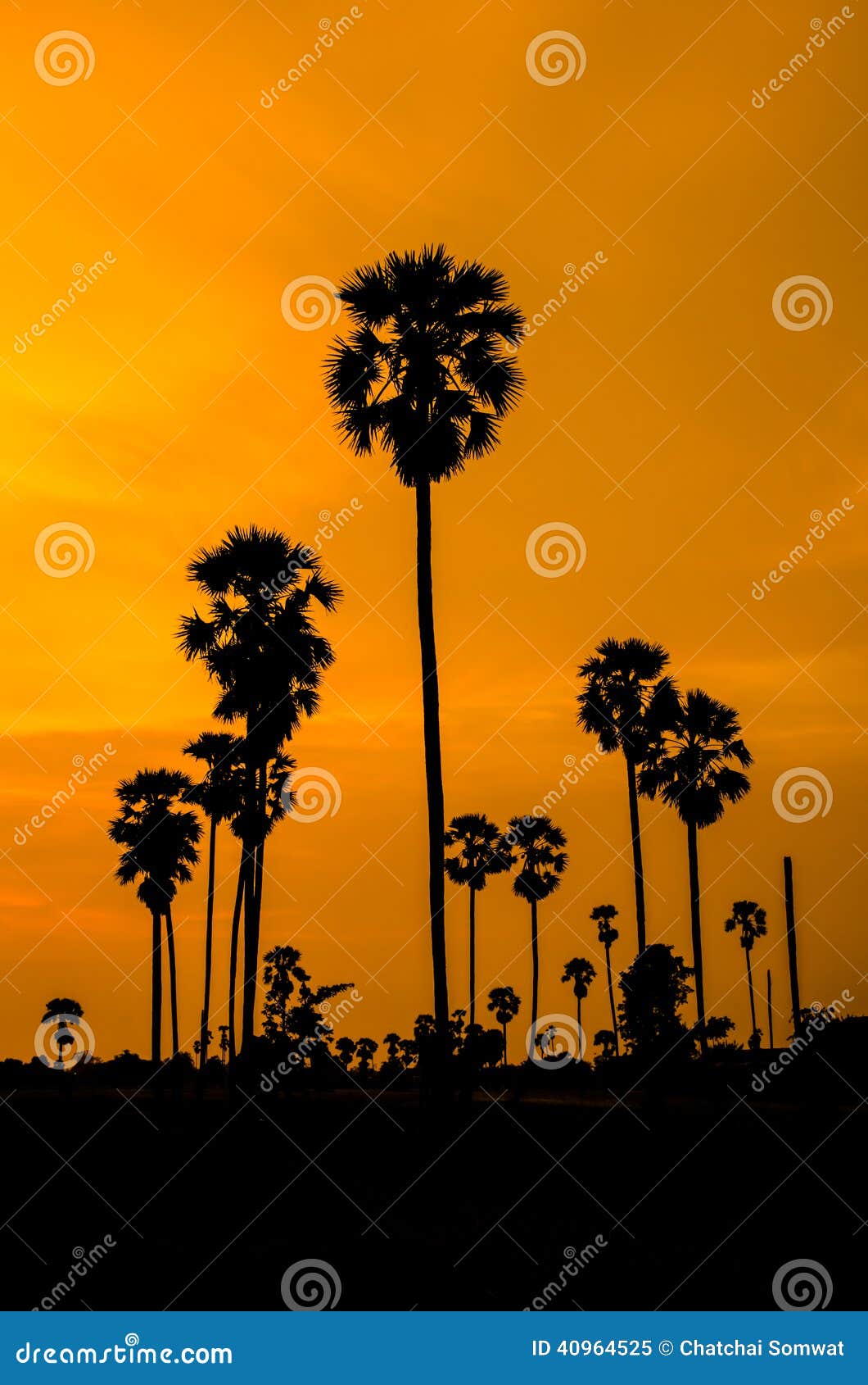 Silhouette of Palm tree. stock image. Image of outdoor - 40964525