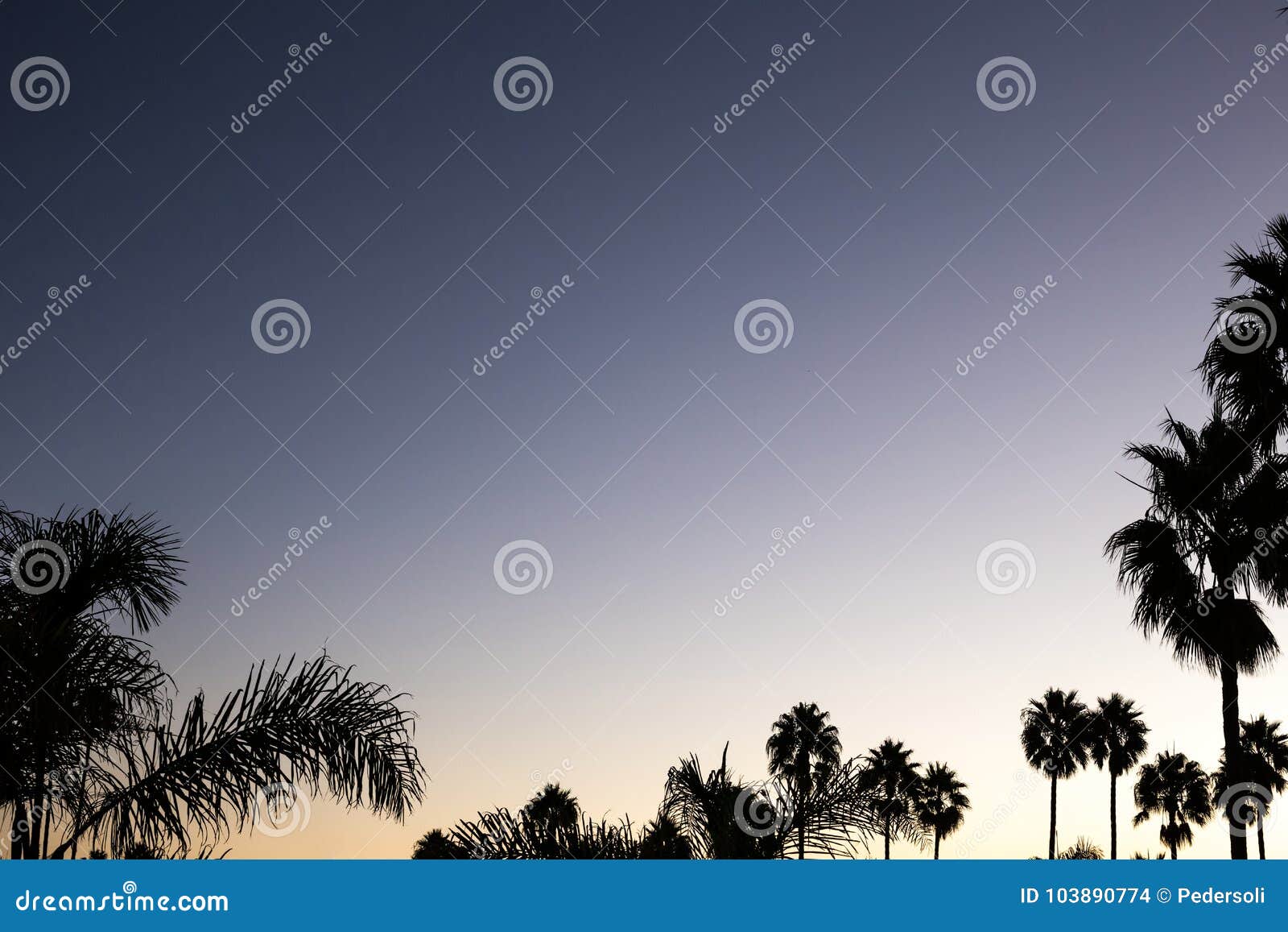 Silhouette Palm Sunset With Red And Dark Violet Sky And Palm Tree Stock
