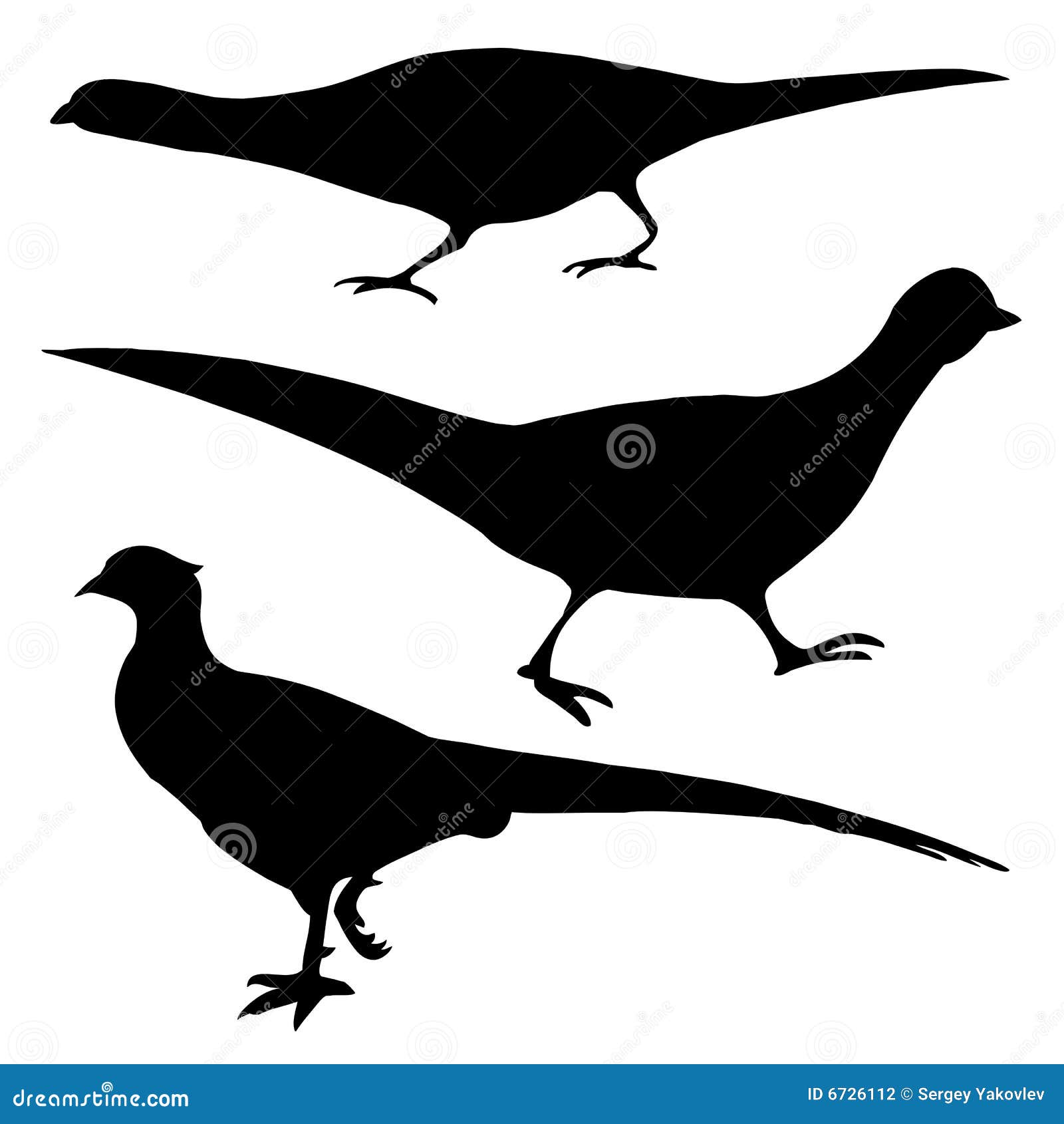 silhouette of the pheasant
