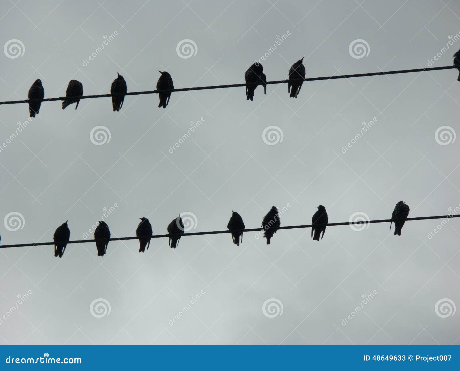 Why do birds sit on telephone lines?