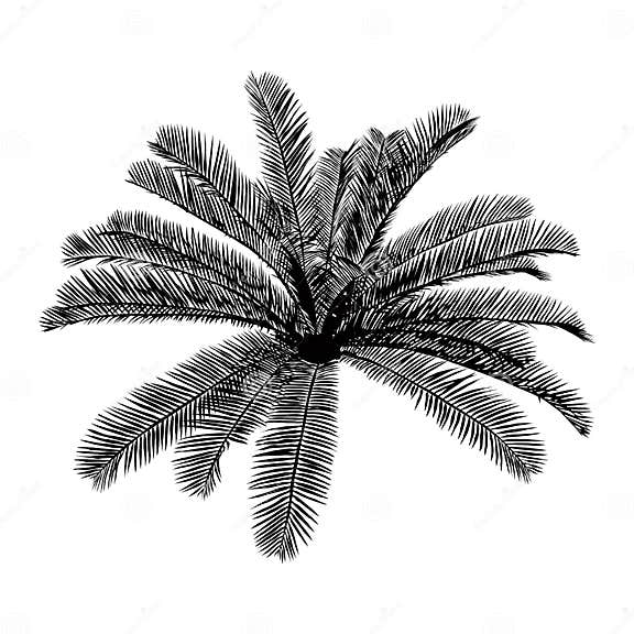 Silhouette Realistischer Palmen, Illustration Von Zierpflanzen, Vektor
