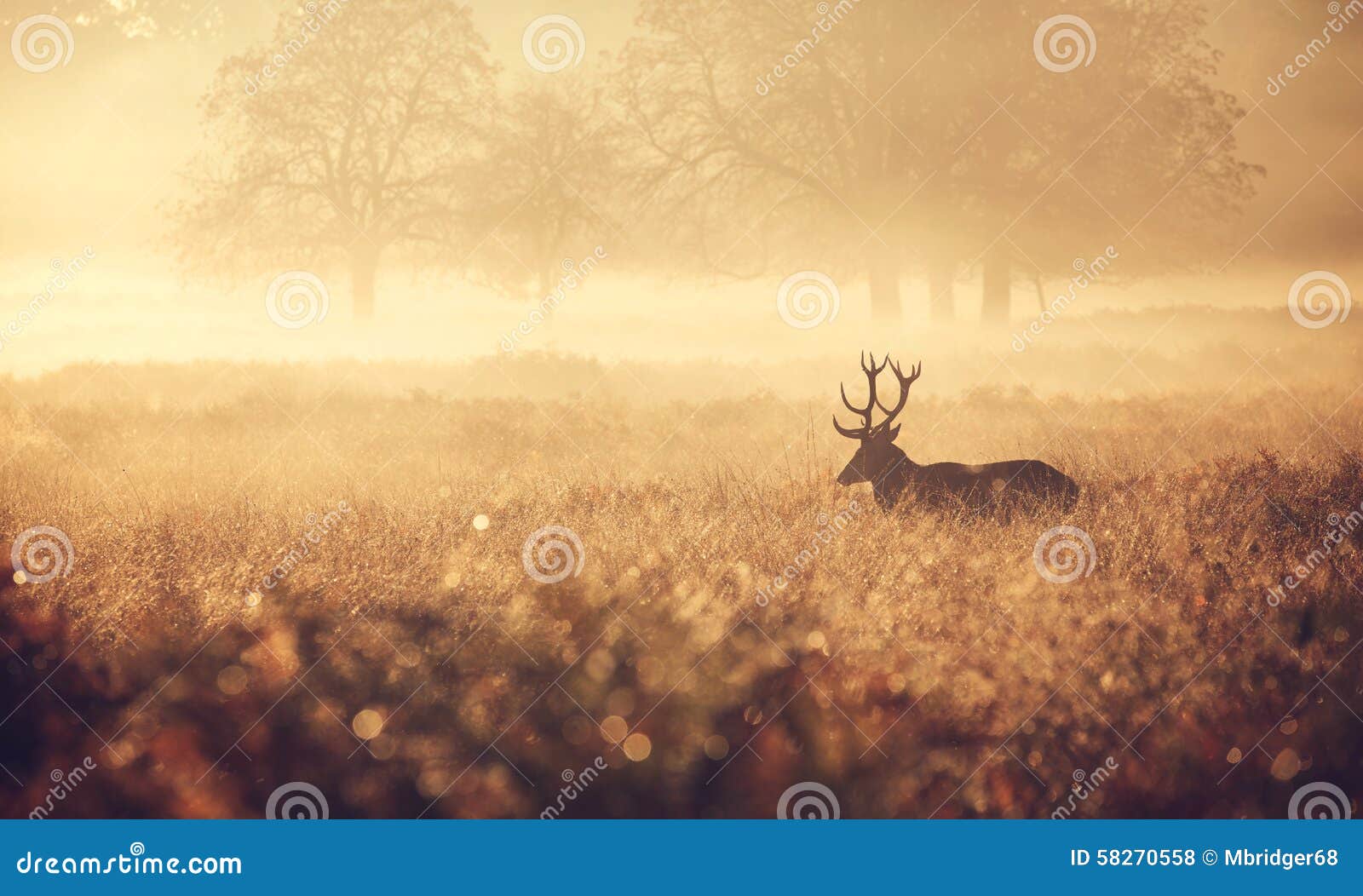 silhouette of a red deer stag