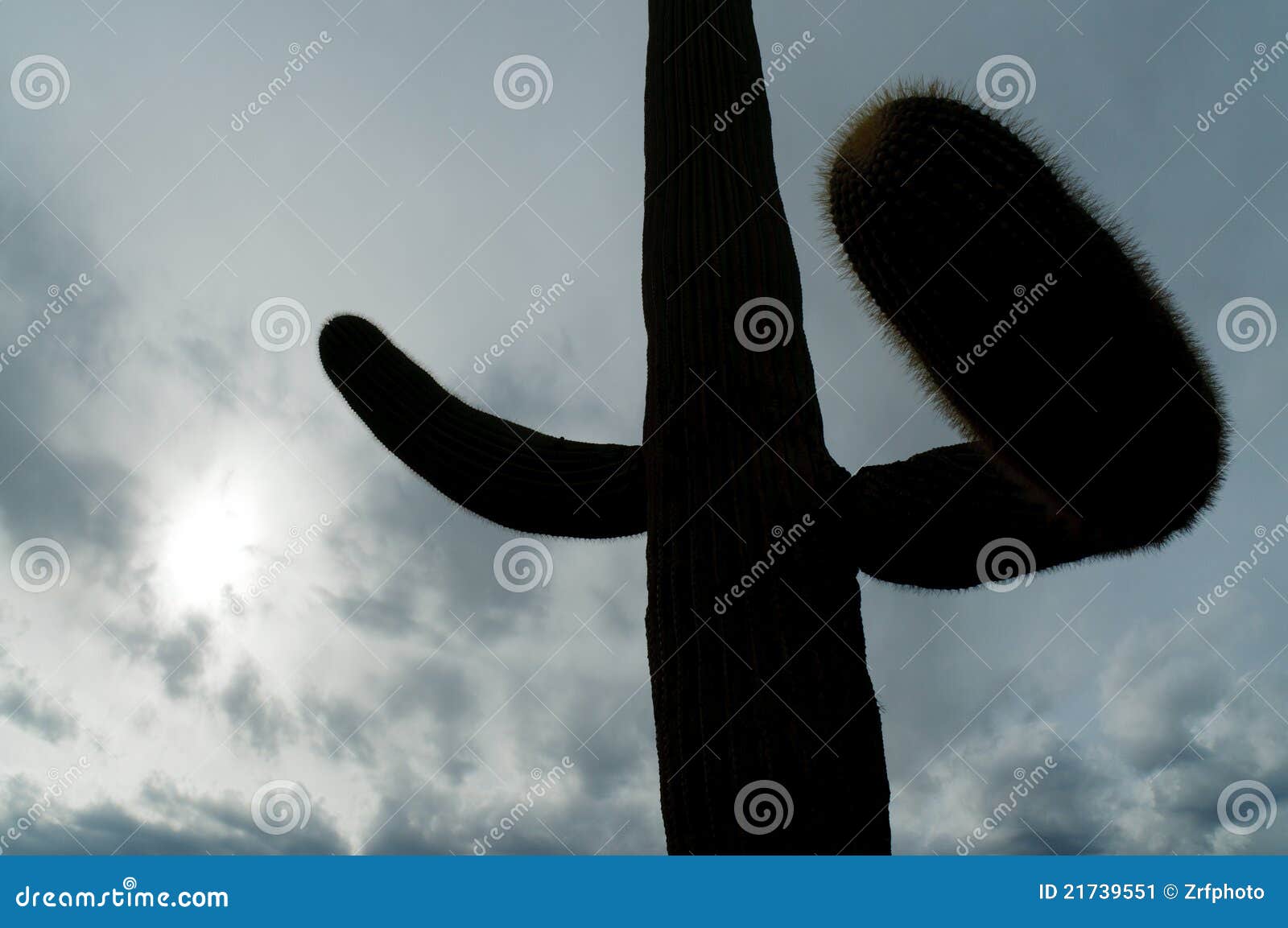 Free 165 Silhouette Saguaro Cactus Svg SVG PNG EPS DXF File Free 165 Silhouette Saguaro Cactus Svg SVG PNG EPS DXF File