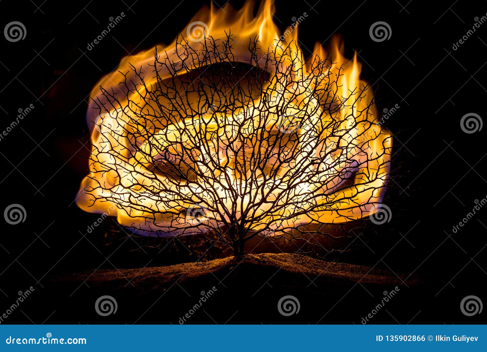 Dead Trees And Shadow Of An Evil Face In Inverted Color Effect. Black And  White Image. Concept Of Friday The 13th, Halloween, Mystery, Nightmare,  Etc. Stock Photo, Picture and Royalty Free Image.