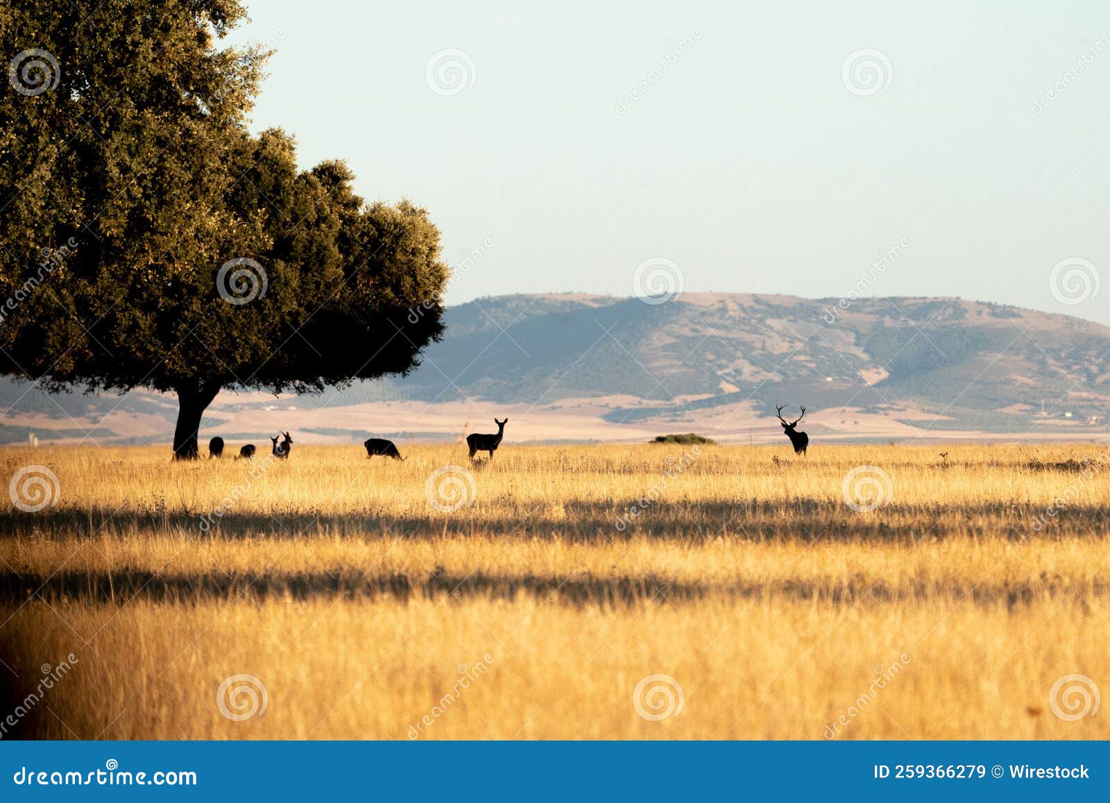 silhouette shot of a herd of deer on the field of cabaneros national park in montes de toledo, spain