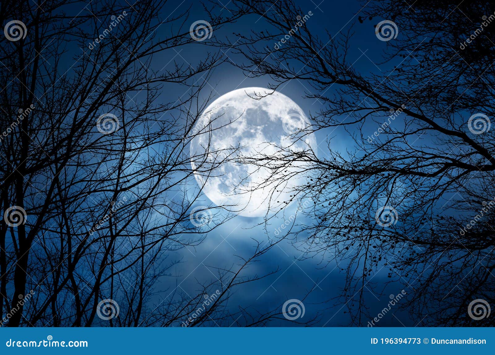 the silhouette of a spooky bare branch halloween tree against a winter blue night sky