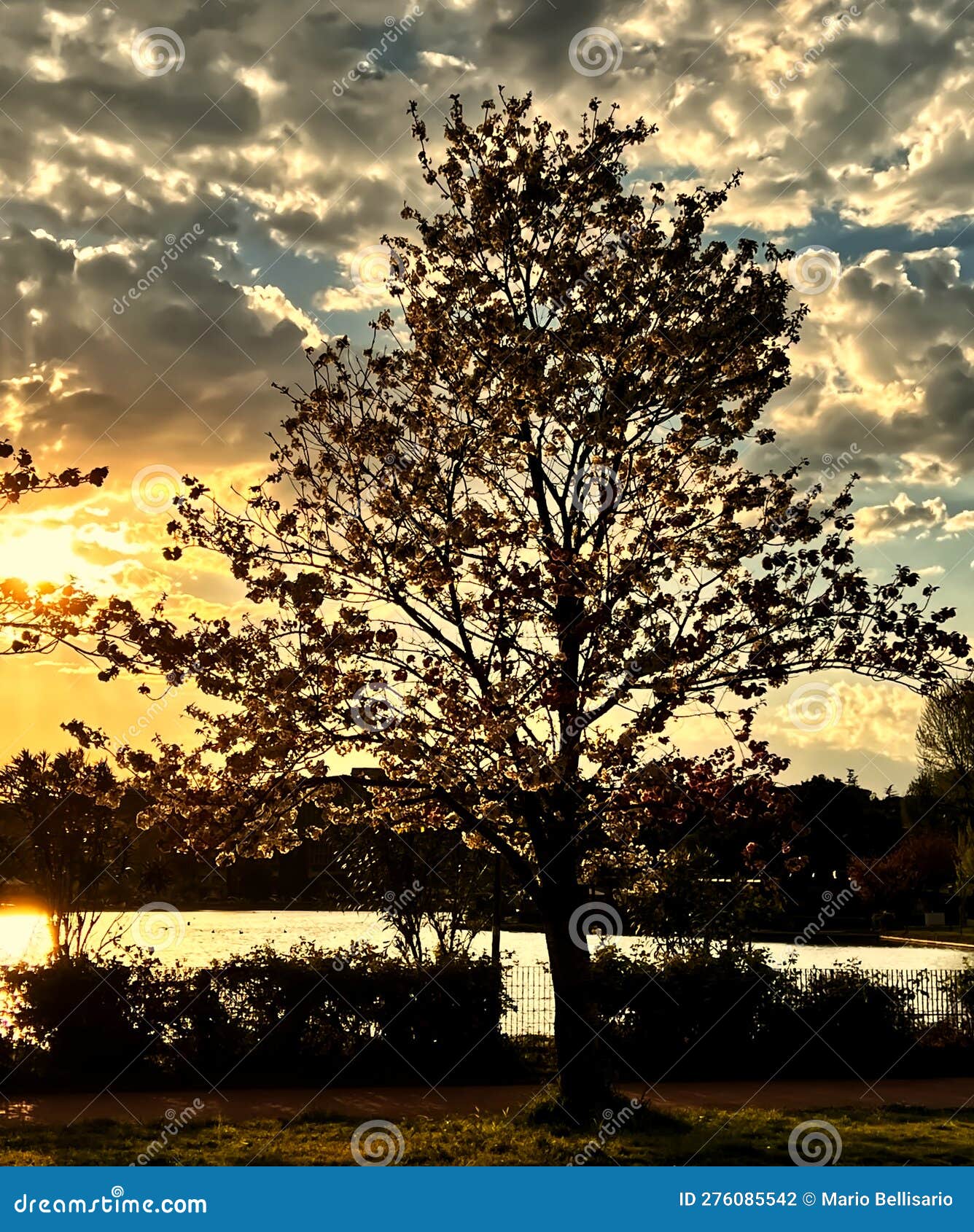 silhouette of a tree on the shore of a lake at sunset