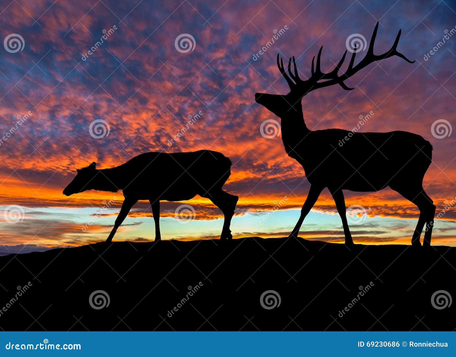 1,529 Deer Silhouette Sunset Stock Photos - Free & Royalty-Free