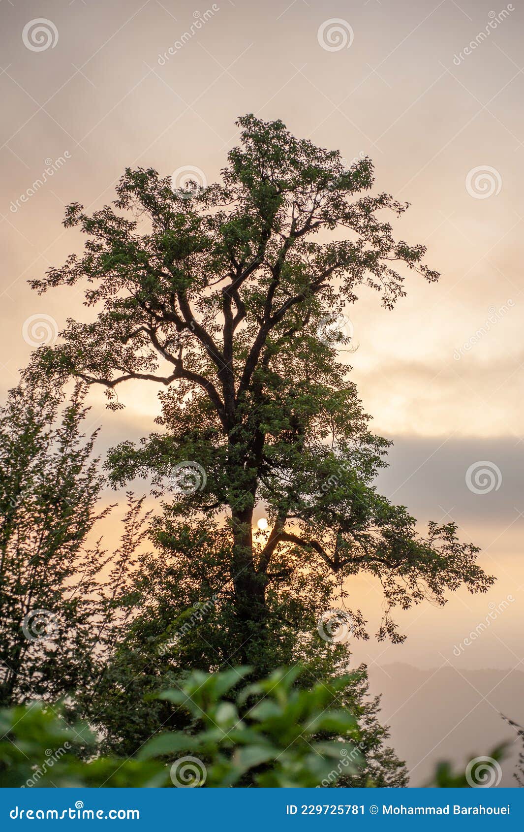 Silhouette View from Old Beech Tree Stock Image - Image of cloudy