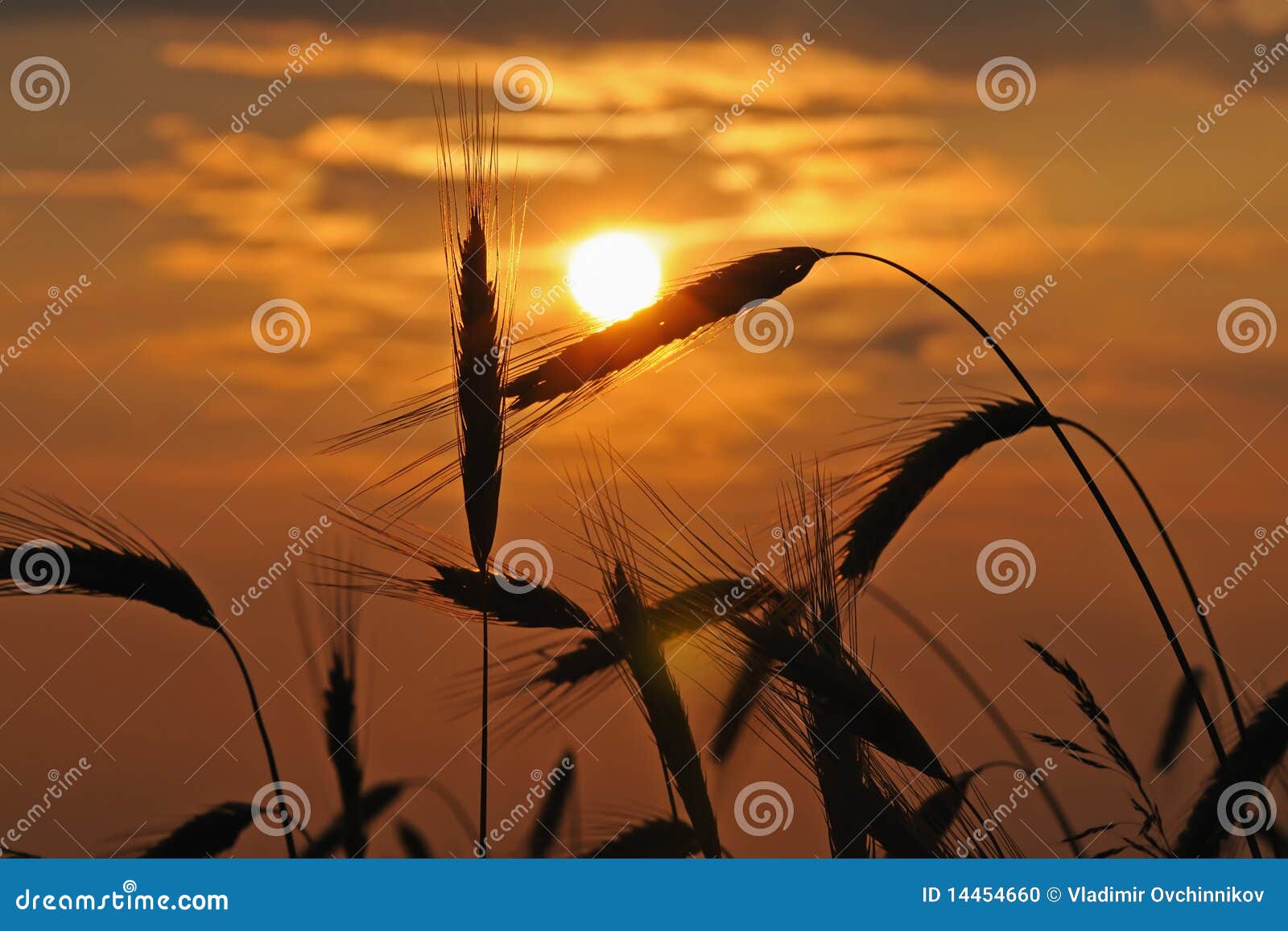 httpsstock photo silhouette wheat image14454660