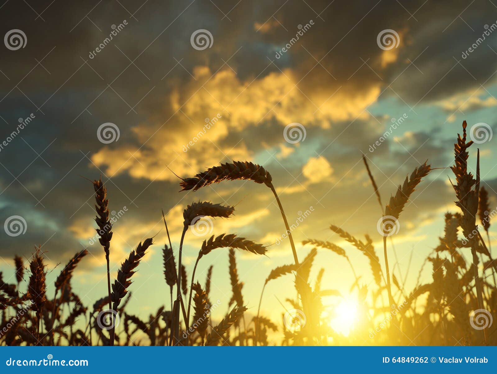 httpsstock photo silhouette wheat field sunset image64849262