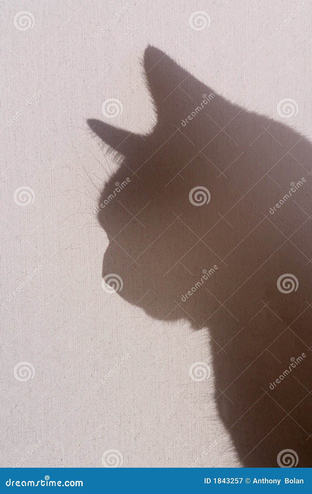 silhouetted cat