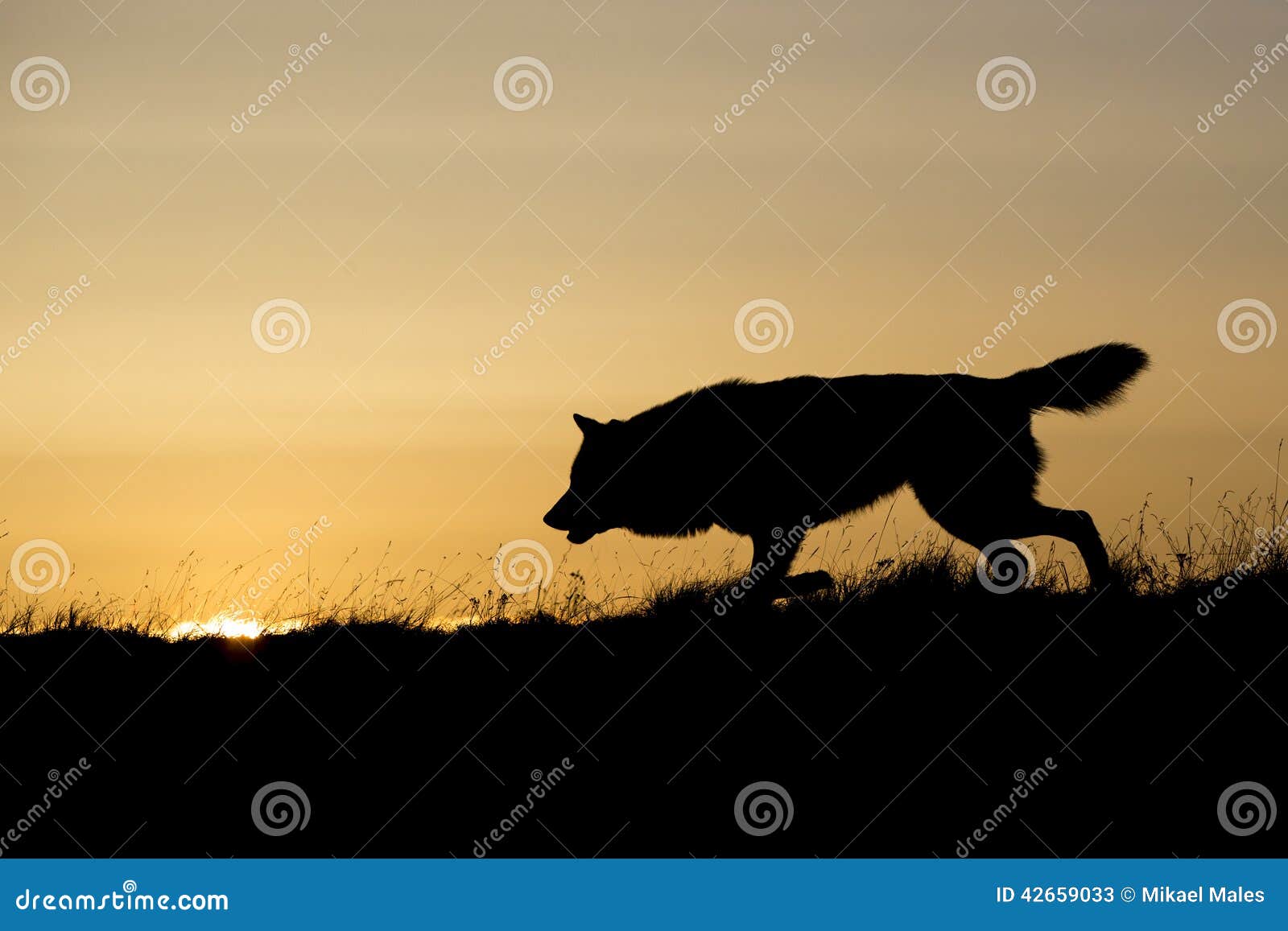 silhouetted wolf hunting at sunrise