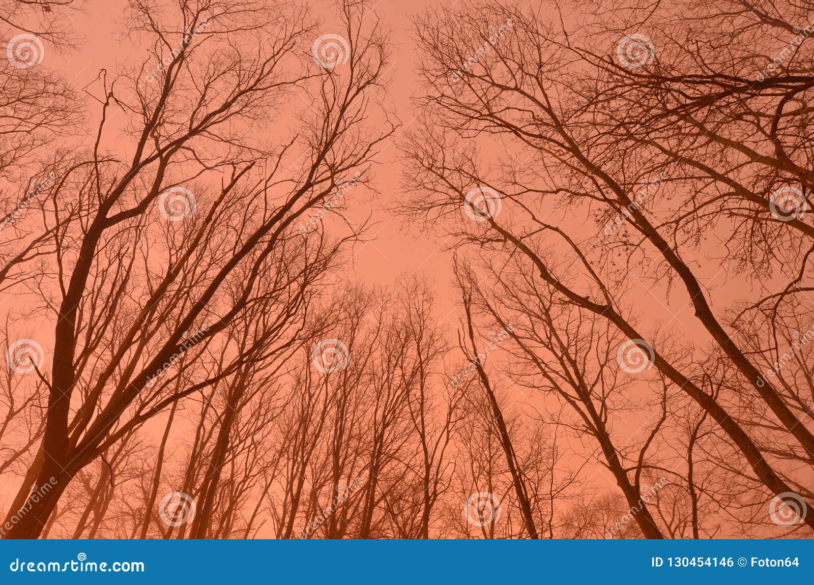 Silhouettes of Bare Trees Against Night Sky Stock Photo - Image of