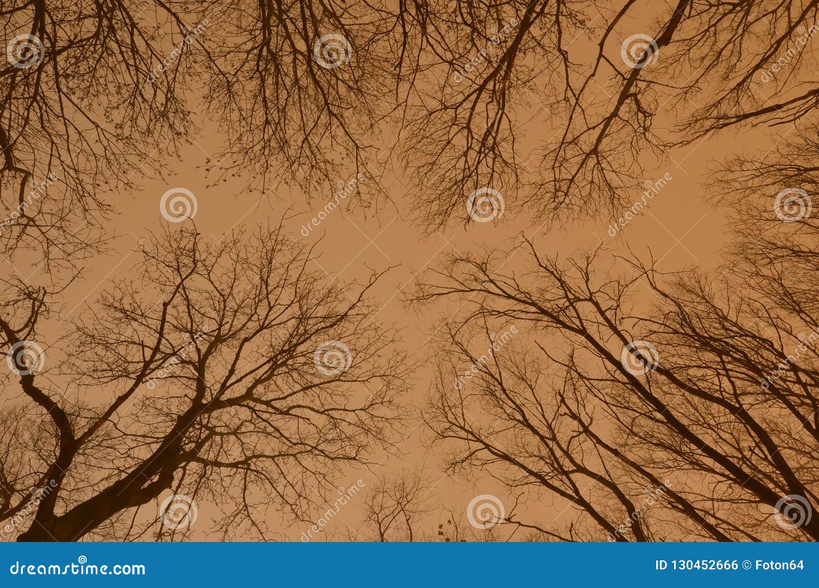 Silhouettes of Bare Trees Against Night Sky Stock Photo - Image of