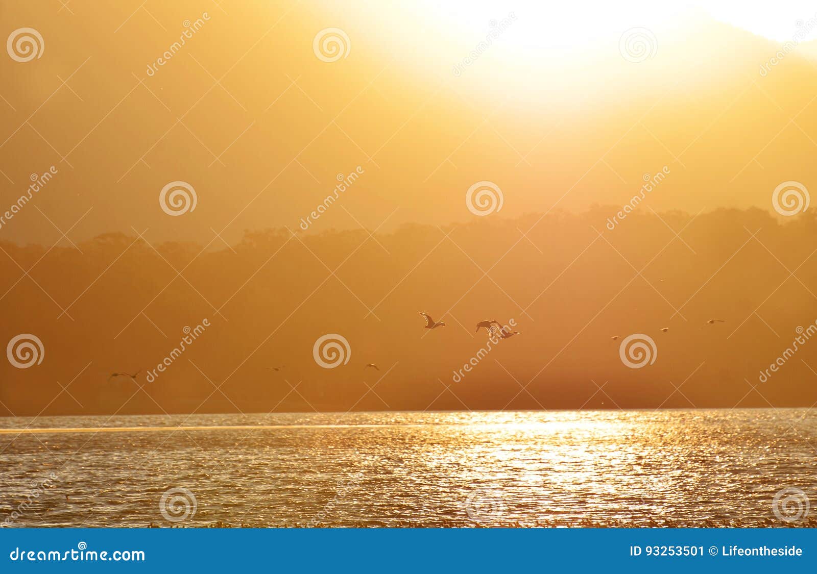 Silhouettes De Fond Des Canards Volant Dans Le Lac Dor De