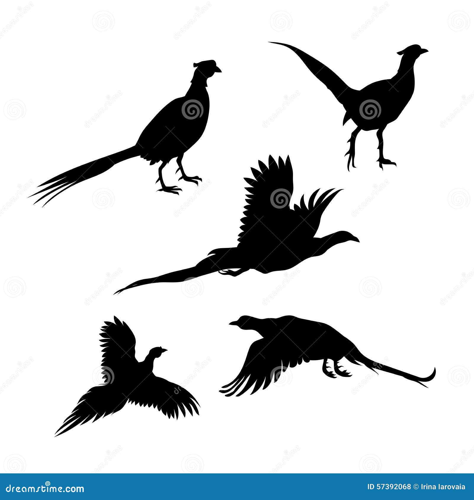 Icônes et silhouettes de vecteur de faisan d'oiseau Ensemble d'illustrations dans différentes poses