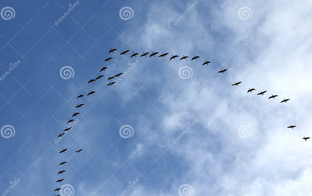 Silhouettes of Flying Geese in V Formation Stock Image - Image of