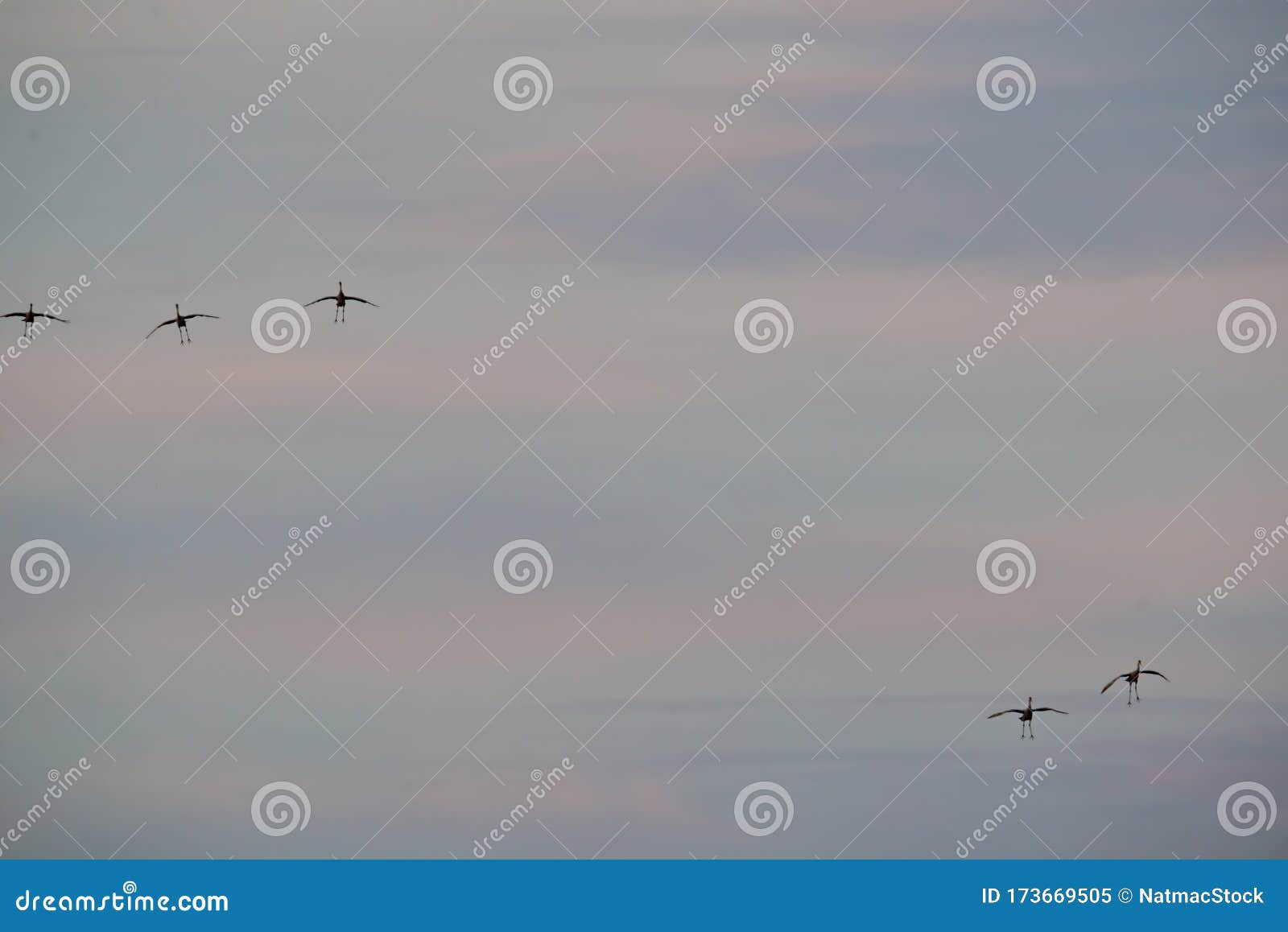 Silhouettes Of Flying Sandhill Cranes At Sunset During ...