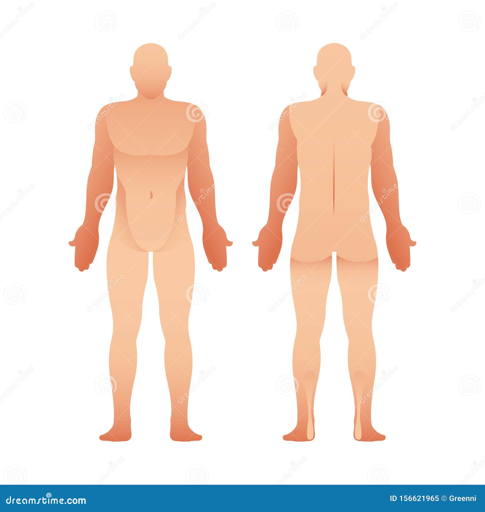 Silhouettes of Man Front and Back View. Vector Human Body Stock