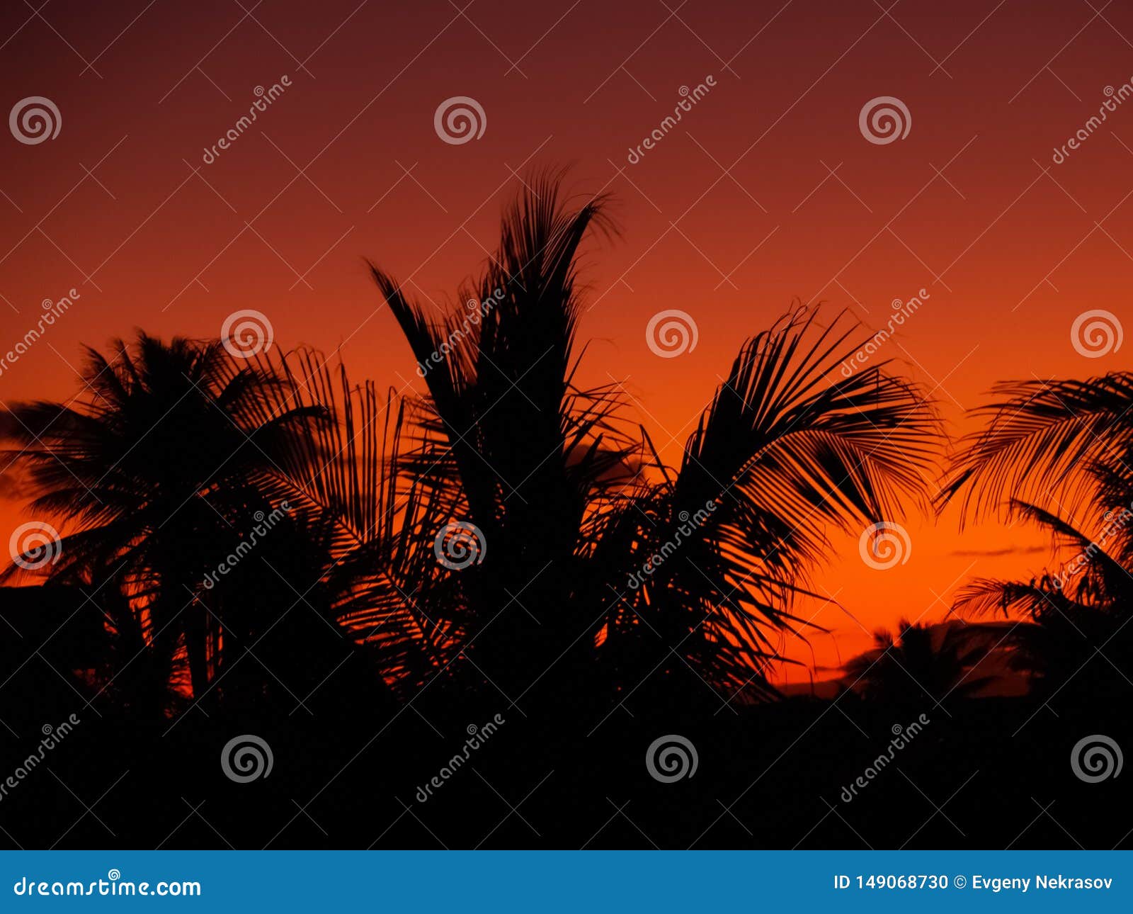 Silhouettes of Palm Branches Against the Bright Orange Sunset Sky