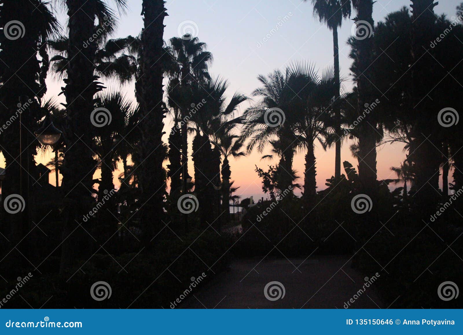silhouettes of palm trees against the background of the lightening sky