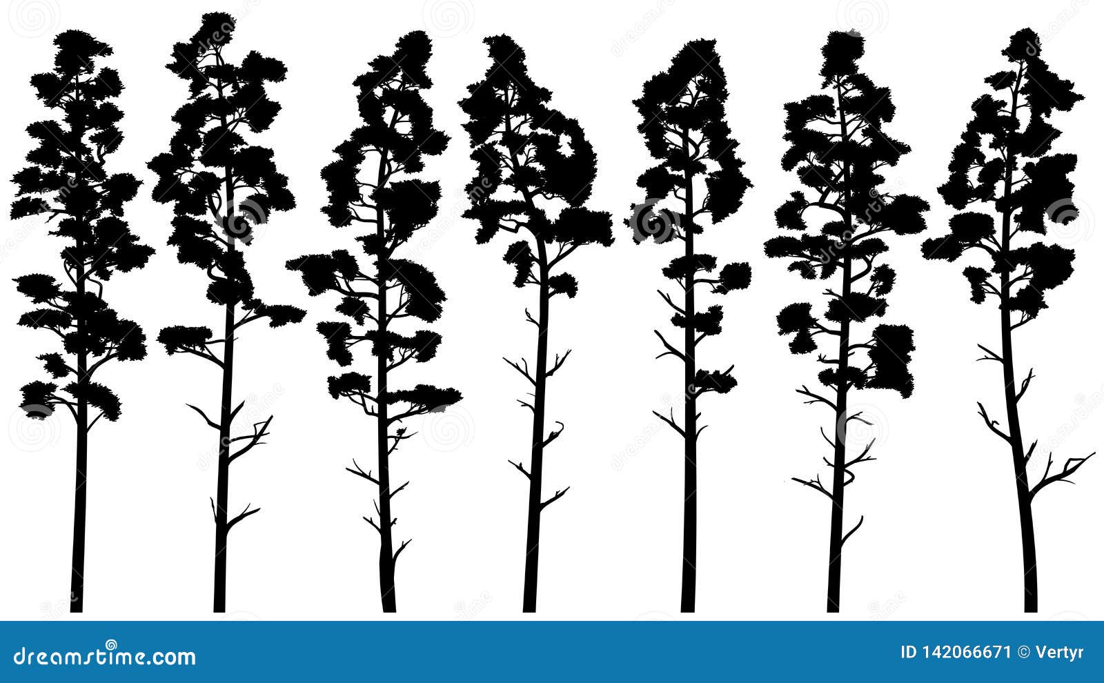 silhouettes of tall pine trees with bare trunk cedar.