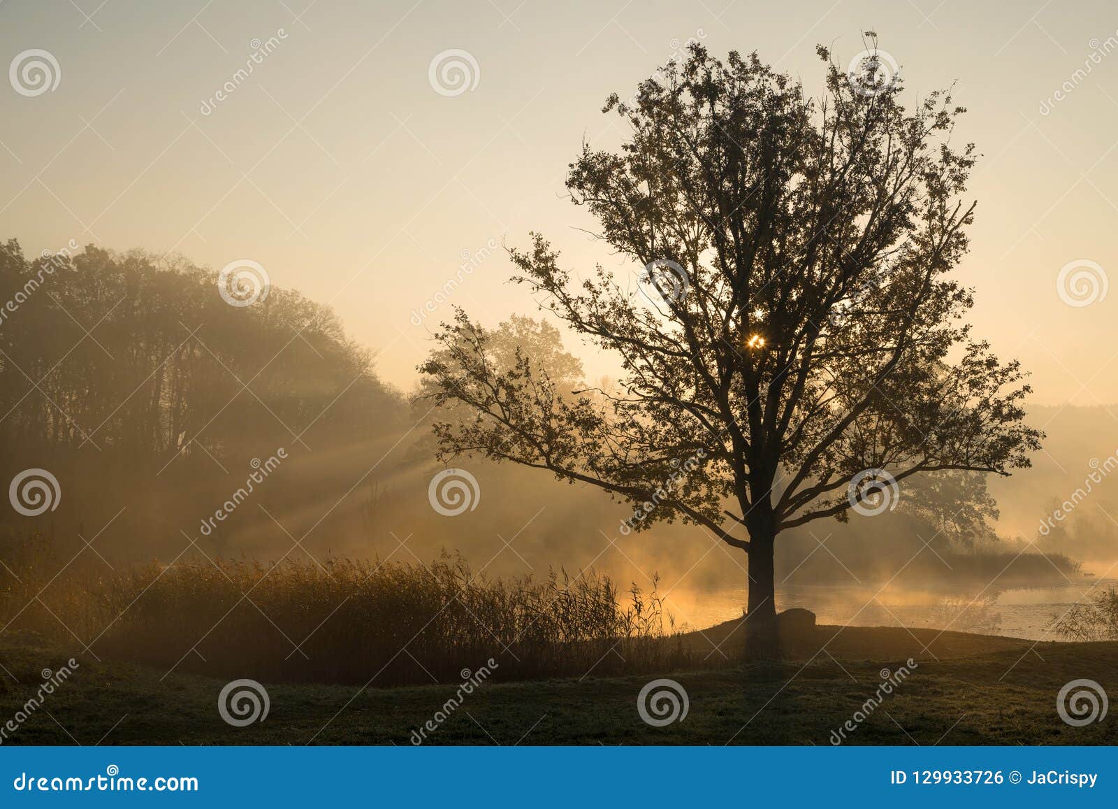 silhouettes of trees on a misty foggy morning with sun rays coming through the tree branches on the lake shore in europe.
