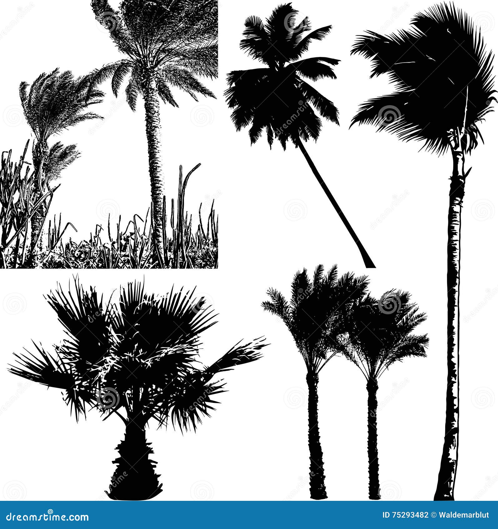 Silhouettes of Tropical Palm Trees on the Isolated Background Stock ...