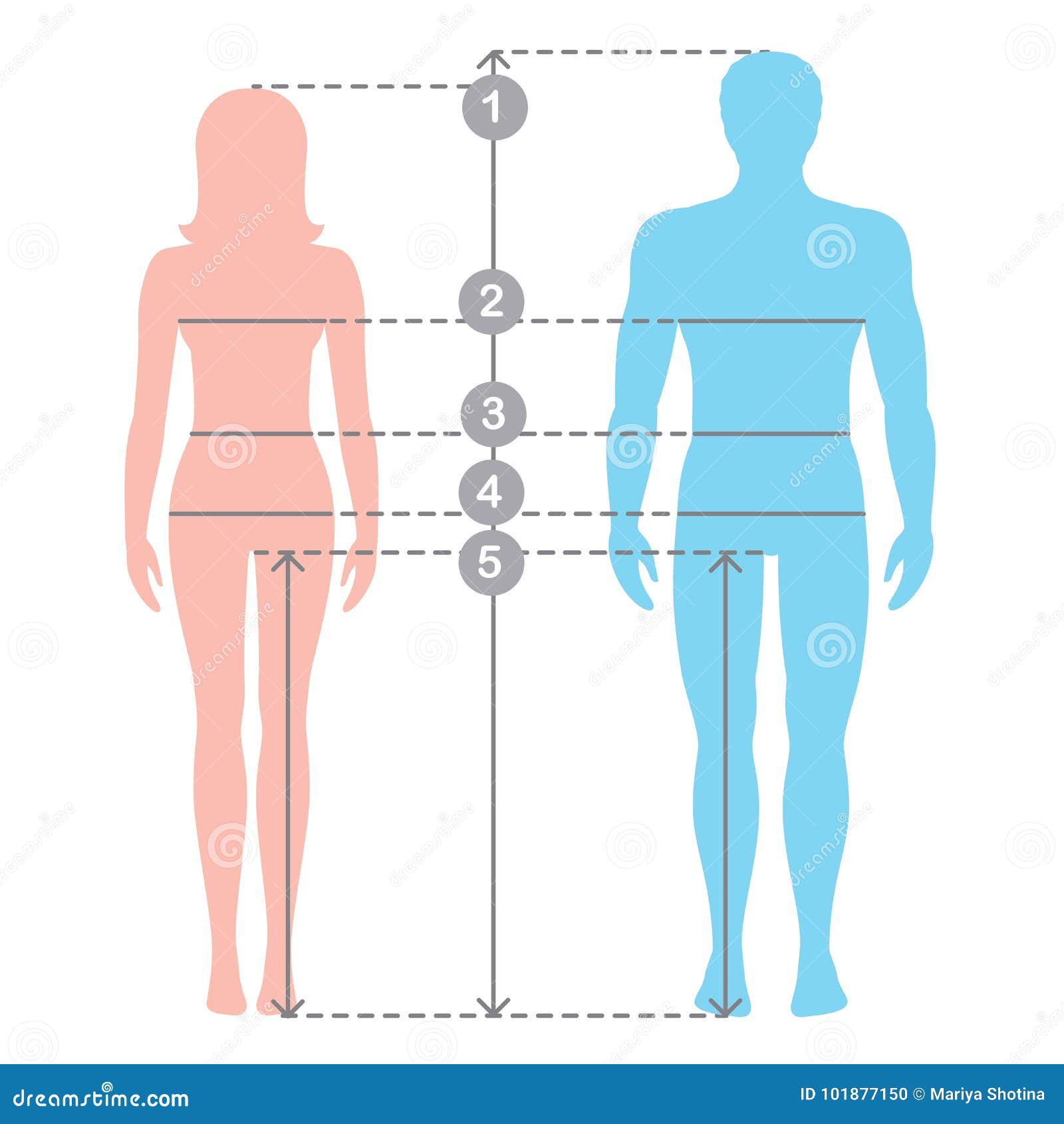 Woman Female Body Measurement Proportions Stock Illustrations – 24