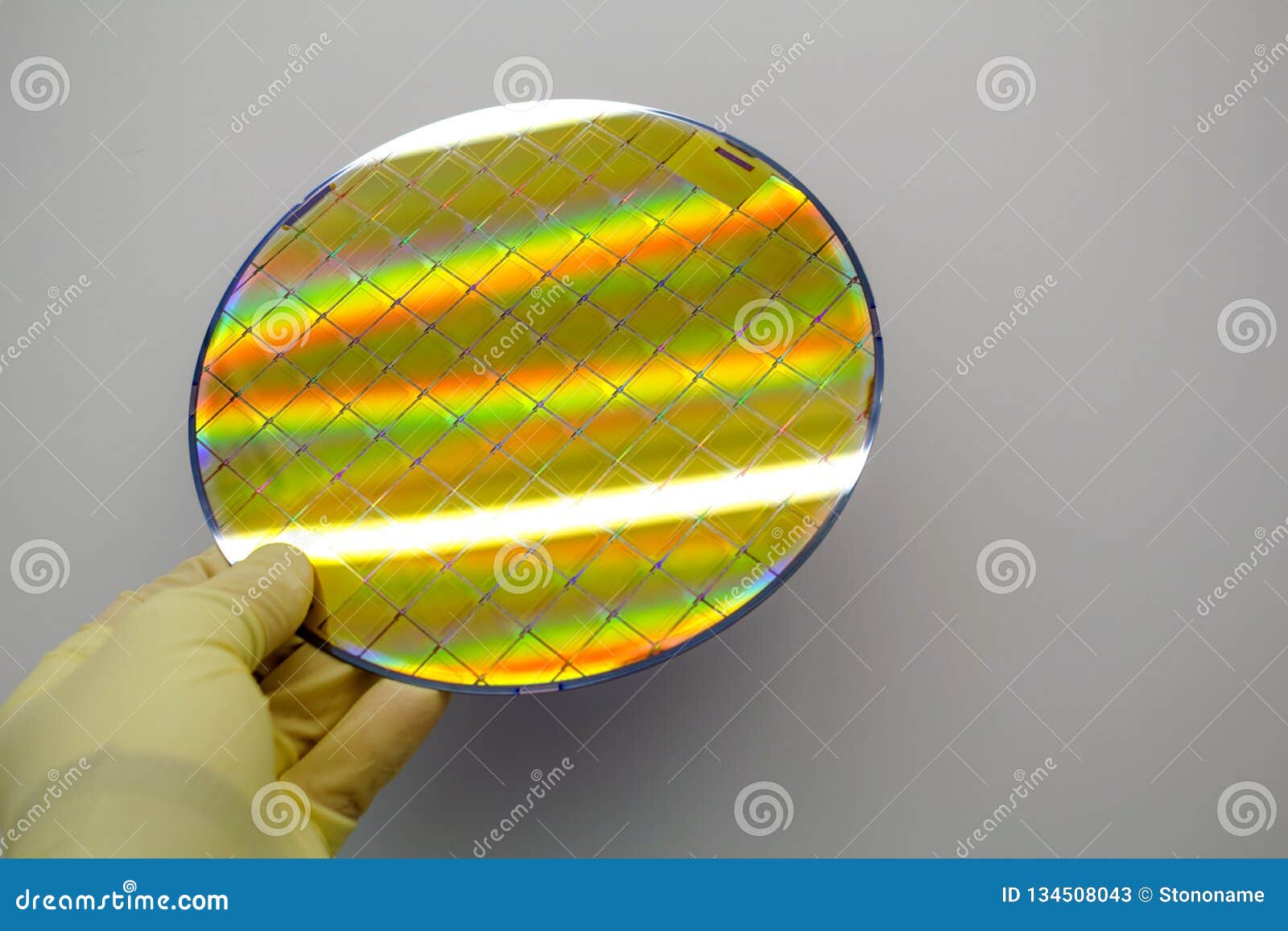 silicon wafer is held in the hands by gloves - a wafer is a thin slice of semiconductor material, such as a crystalline silicon,