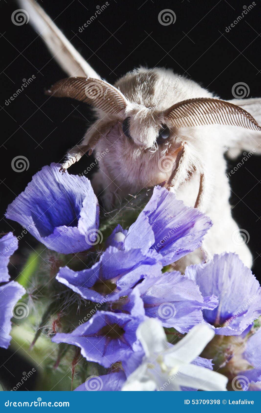 Silk butterfly cocoon stock photo. Image of industry 53709398