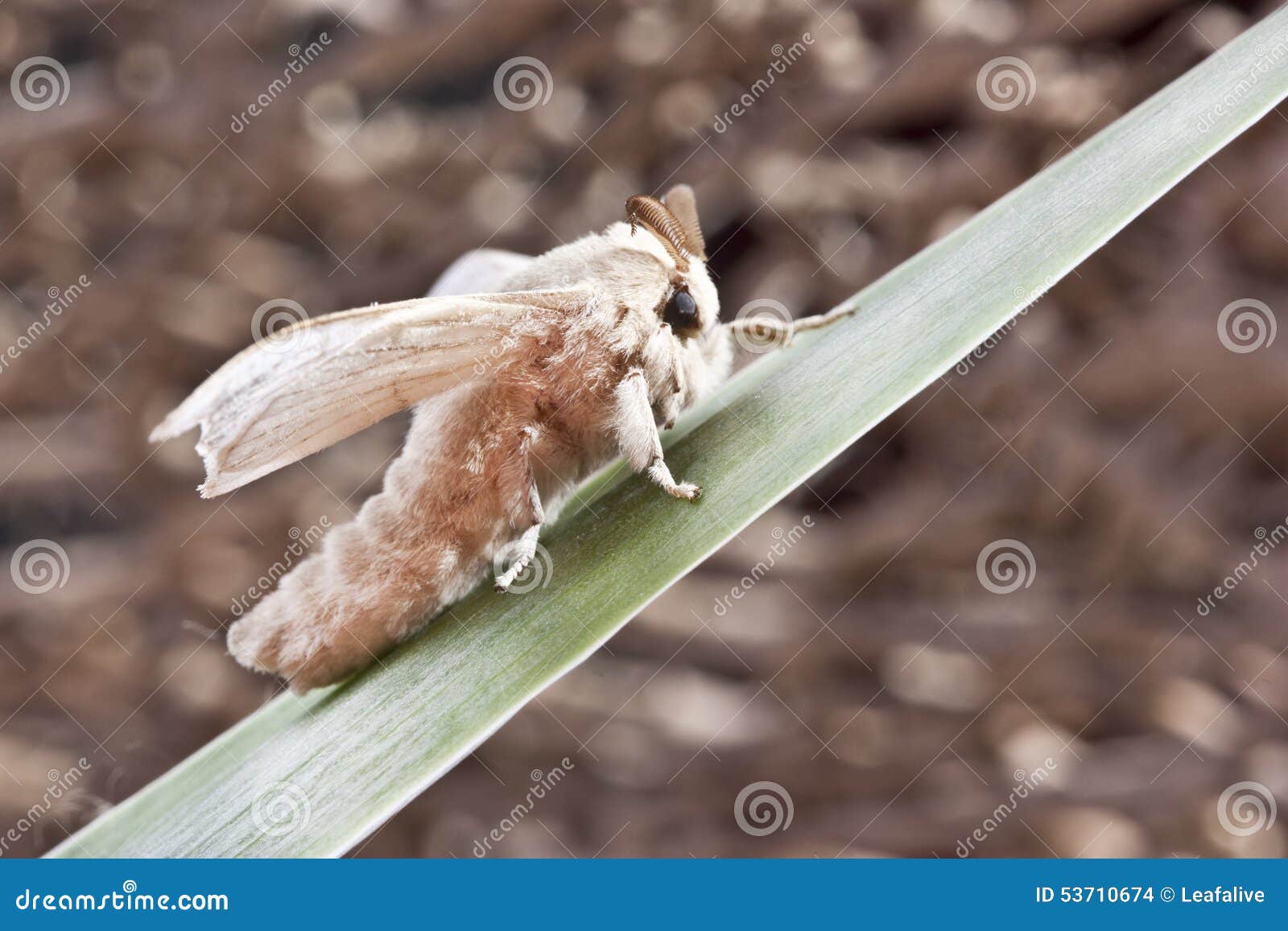Silk butterfly cocoon stock photo. Image of butterfly 53710674