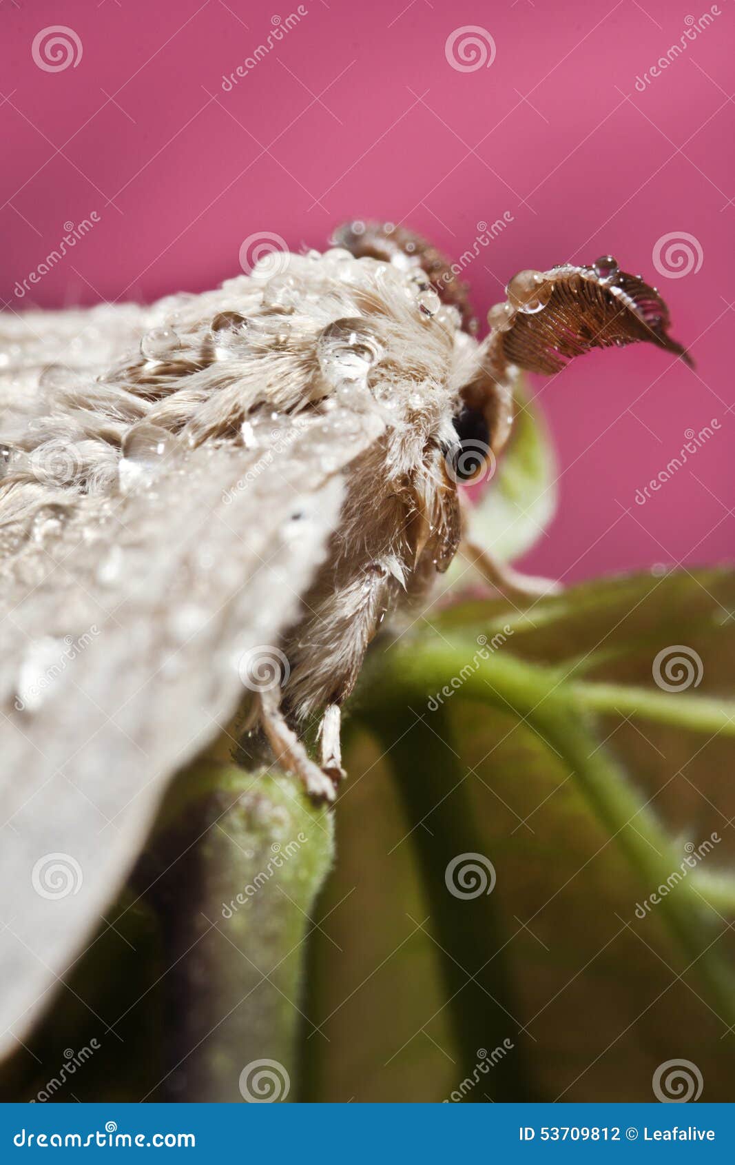 Silk butterfly cocoon stock photo. Image of silk, capsule 53709812