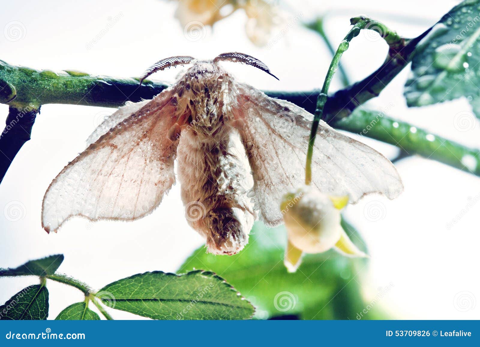 Silk butterfly cocoon stock photo. Image of silk, processing 53709826