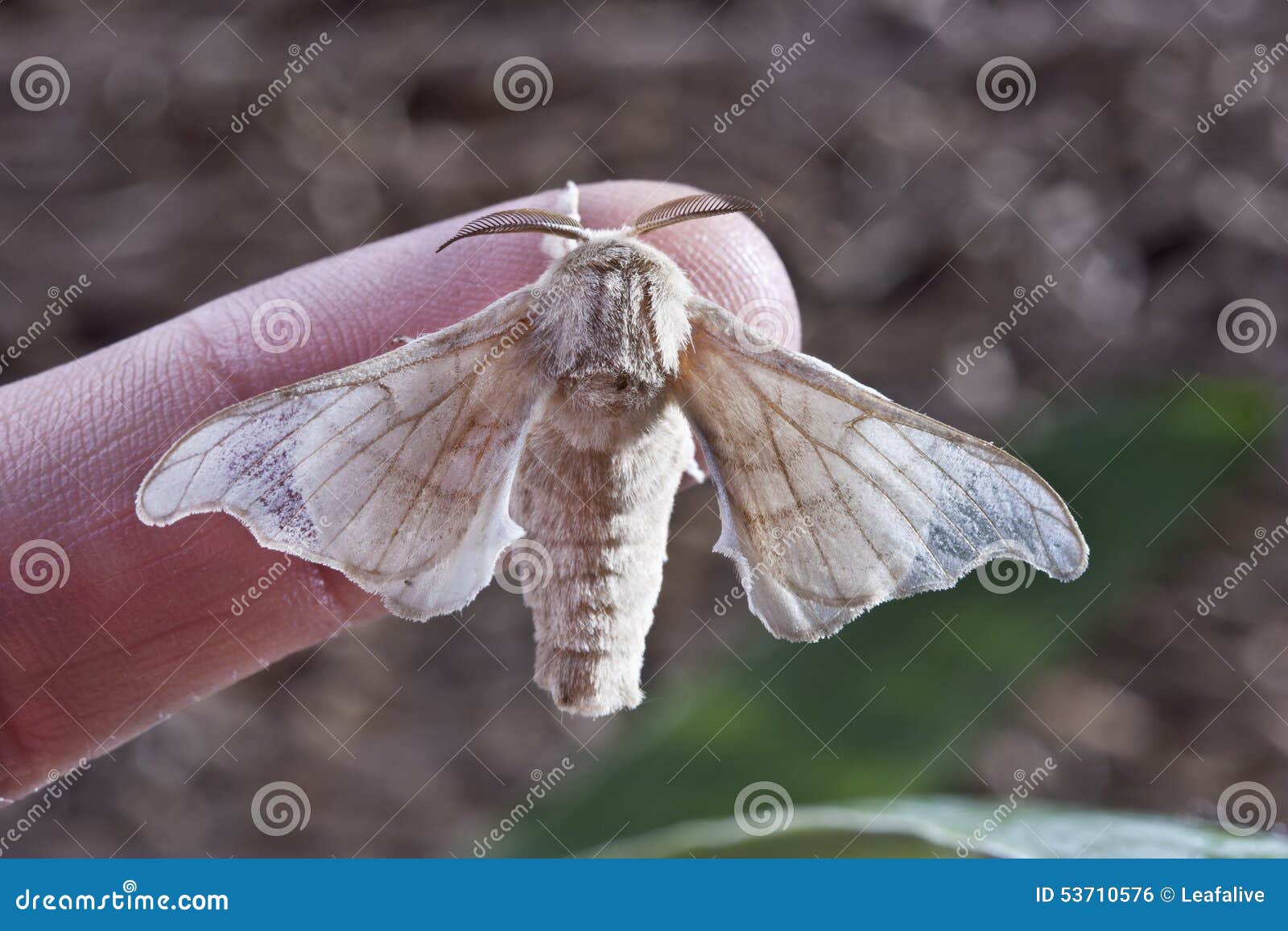 Silk butterfly cocoon stock photo. Image of moth, macro 53710576
