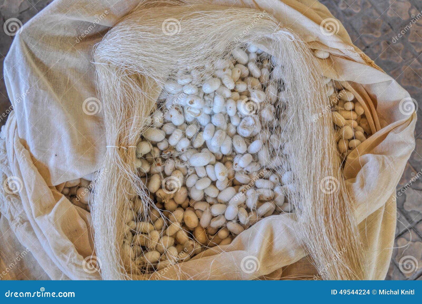 download silk cocoon download silk cocoon