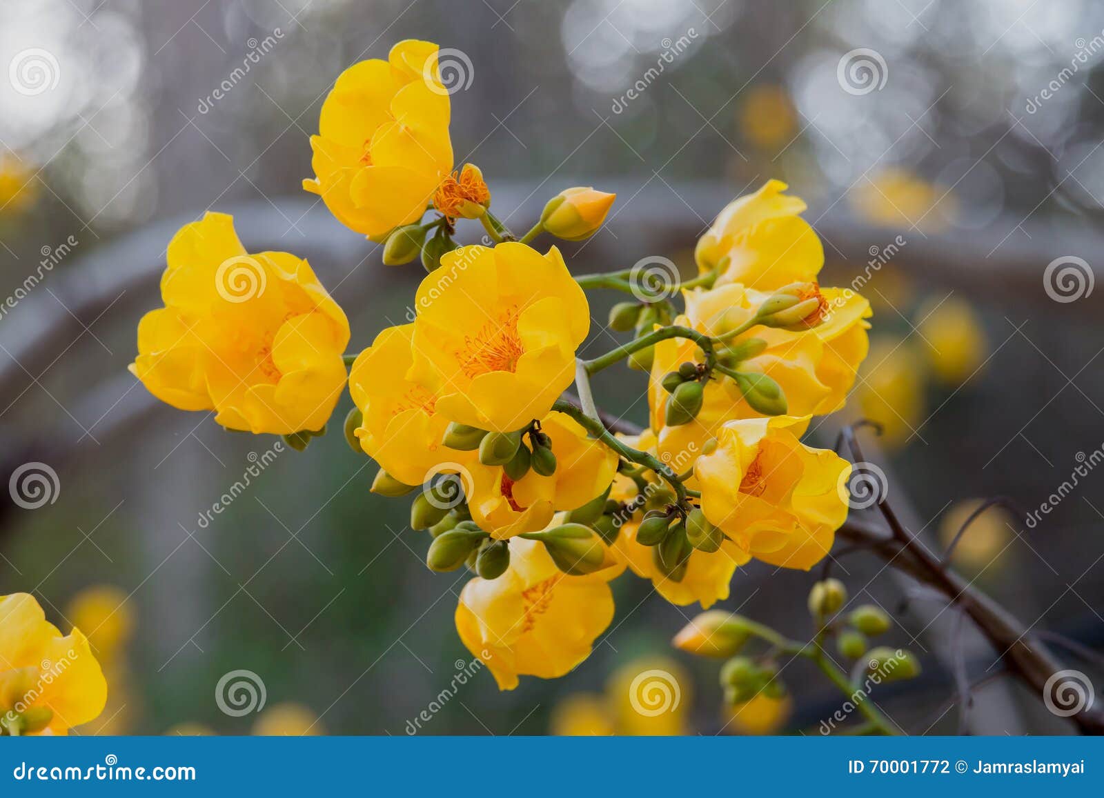 Silk cotton tree flowers stock photo. Image of pollen 70001772
