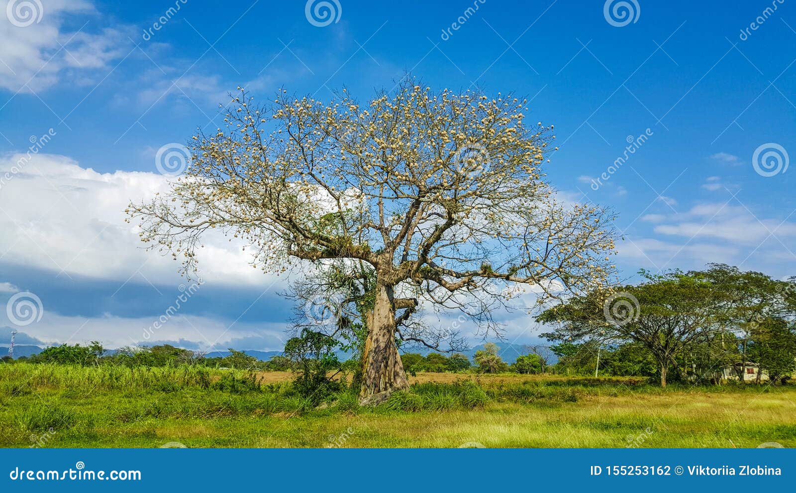 The Silk Cotton Tree in Jamaica Stock Photo - Image of beautiful, sunny:  155253162