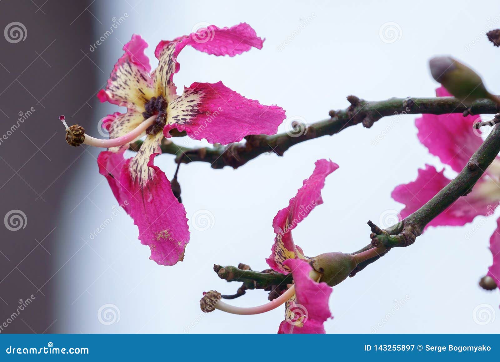 silk floss tree or chorisia speciosa flowers in bloom with old walls as a background