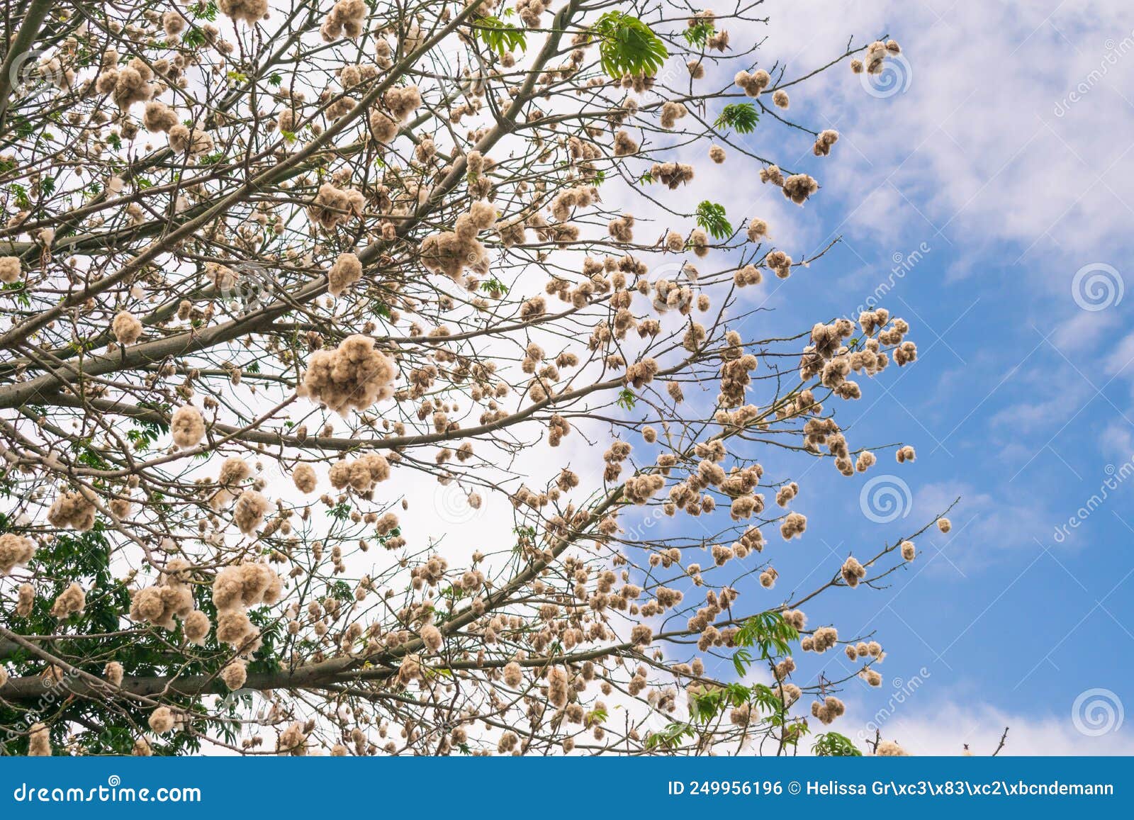 Silk Floss Tree Full of Cotton Balls Against Blue Sky Stock Photo