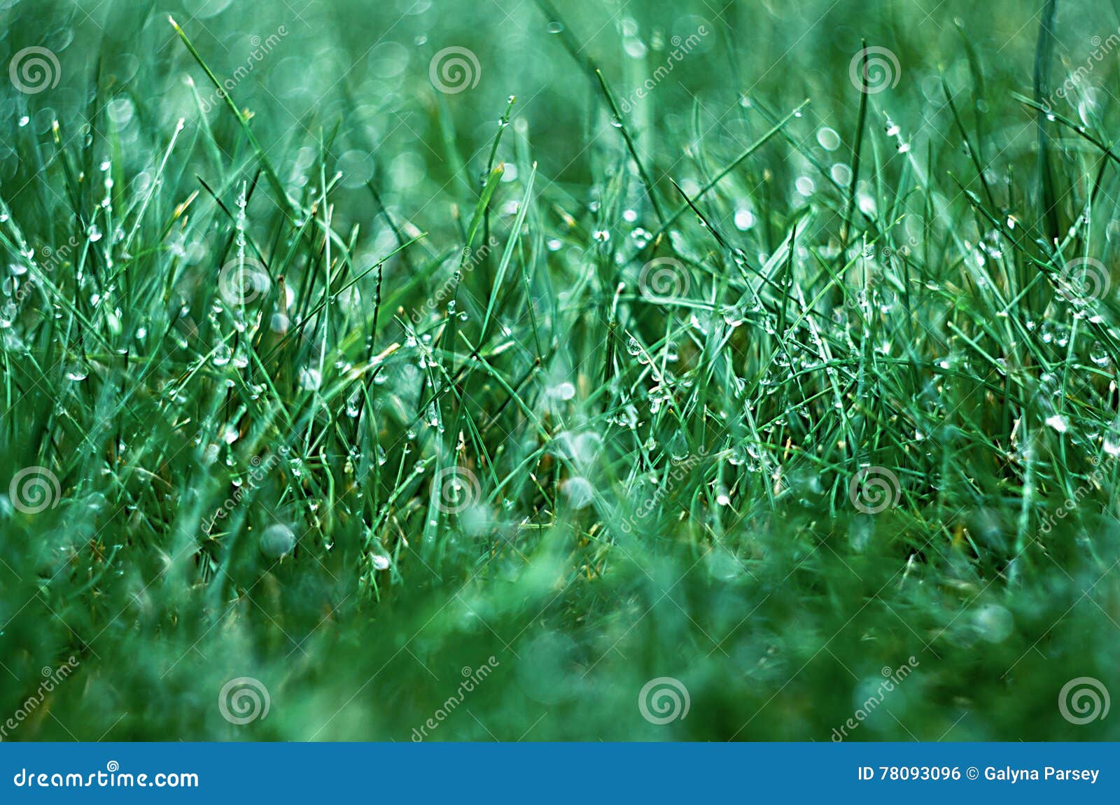 6,960 Silk Grass Photos Free & RoyaltyFree Stock Photos from Dreamstime