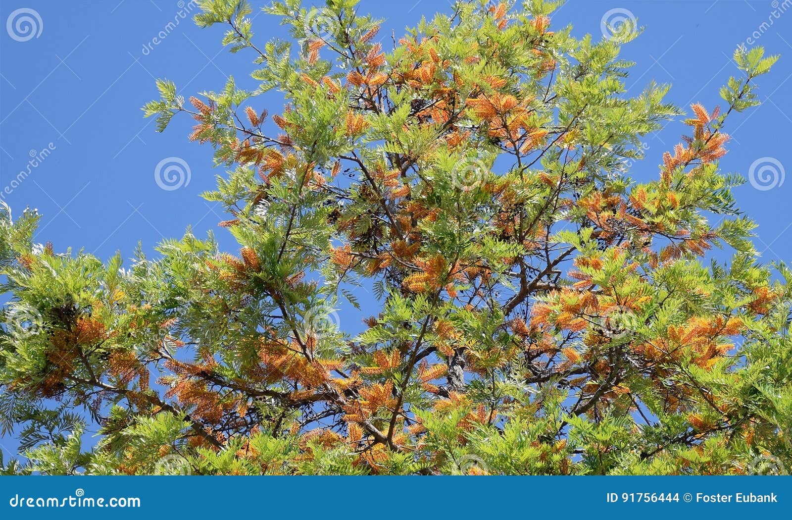 silk oak tree or grevillea robusta in laguna woods,caifornia.