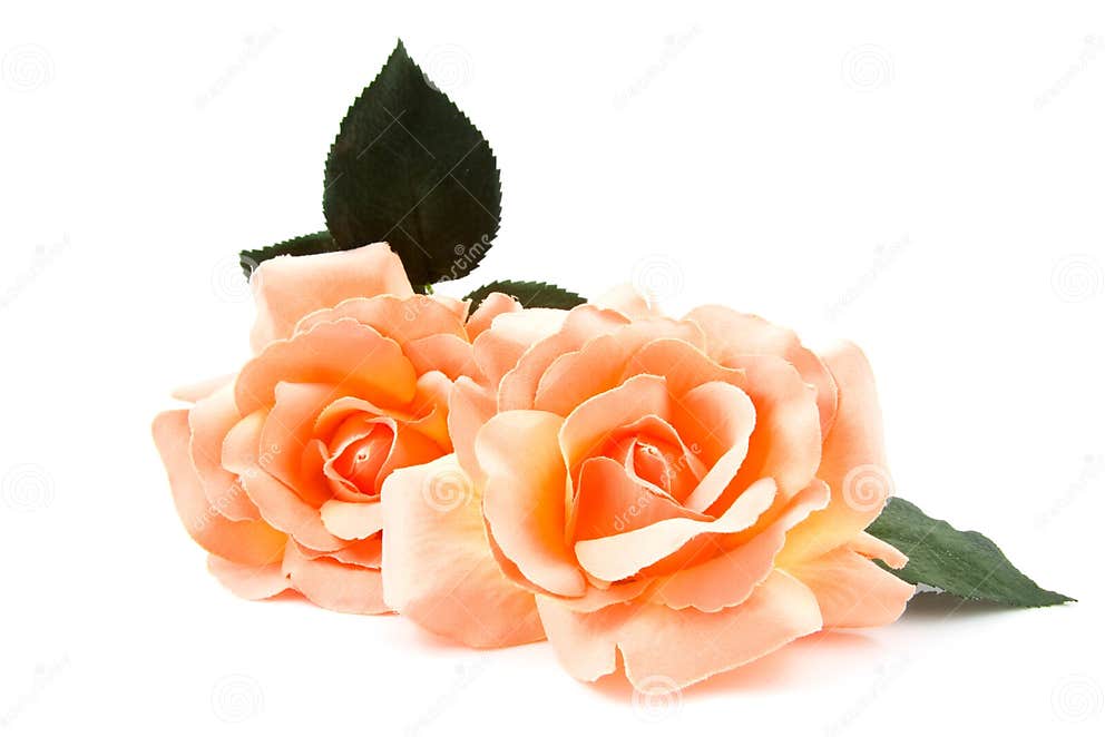 Silk orange roses stock photo. Image of close, petal 10771606