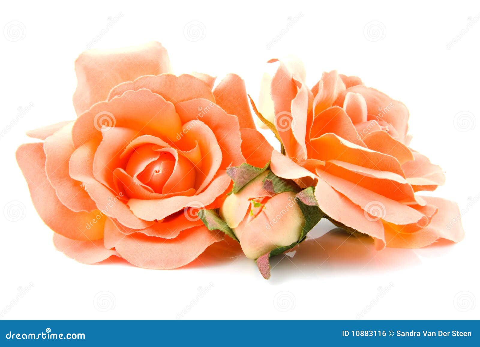 Silk orange roses stock photo. Image of orange, thorns 10883116